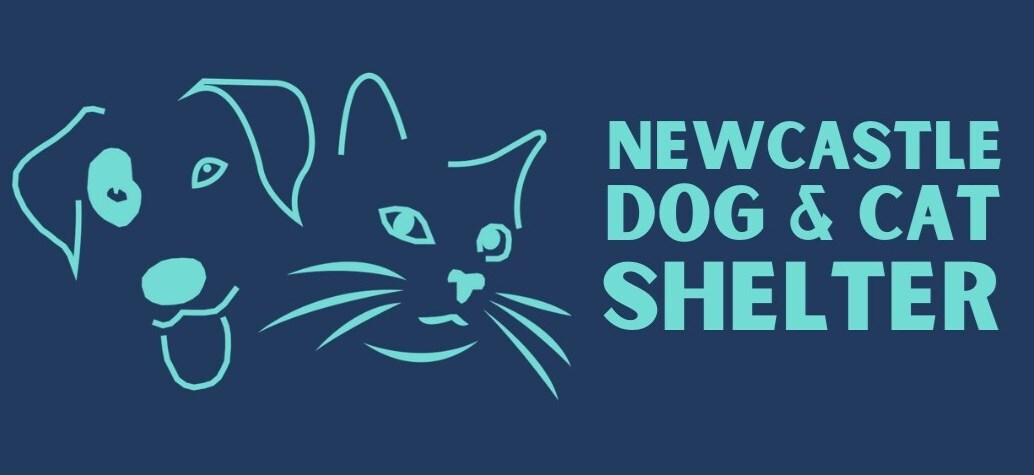 Newcastle Dog and Cat Shelter Corporate Volunteers 2023